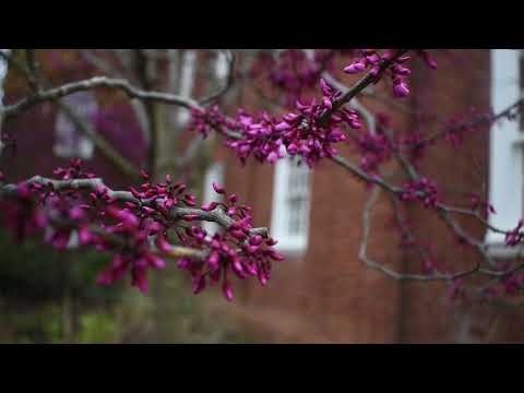 Plant Profile: Eastern Redbud Tree