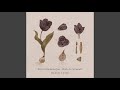 Black Tulip