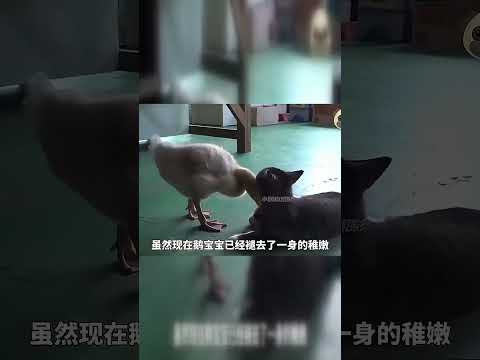 可愛的貓咪守護小鵝，霸氣教訓欺負它的狗子！#shorts #紀錄片#動物搞笑