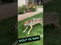 Wolf Attacks Man Shorts Animals Wolf Wildanimals