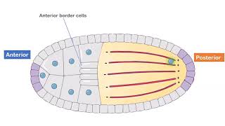 Axis Formation in Drosophila