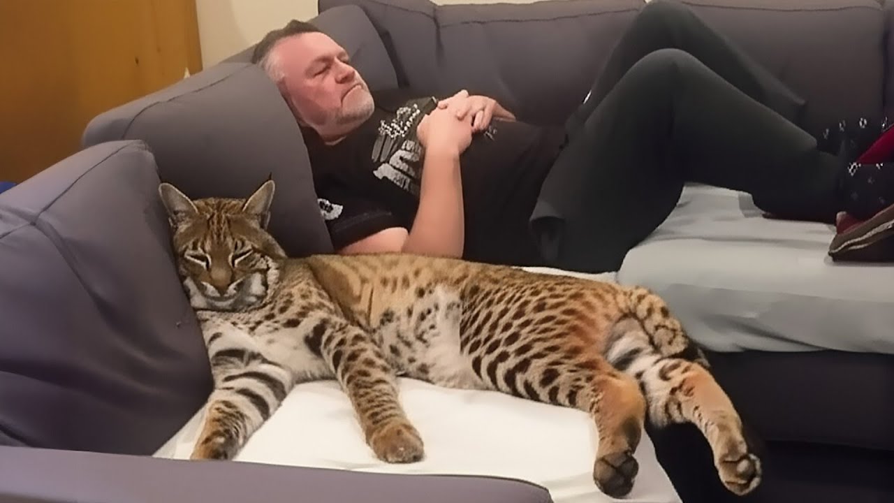 Rescued Bobcat Thinks He's Human, You Won't Believe What He Does on the Couch!