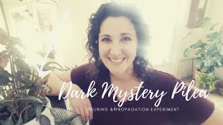 'Dark Mystery' Pilea | Pruning & Propagation Experiment