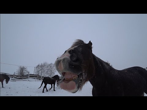 Лошади/Жеребец/Выпустили на зимнюю прогулку