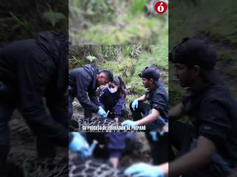 Murió Tamá, el oso andino que iba a ser liberado en Norte de Santander