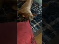 My Thai Ridgeback Dog Is Trying To Destroy This Beautiful Pillow