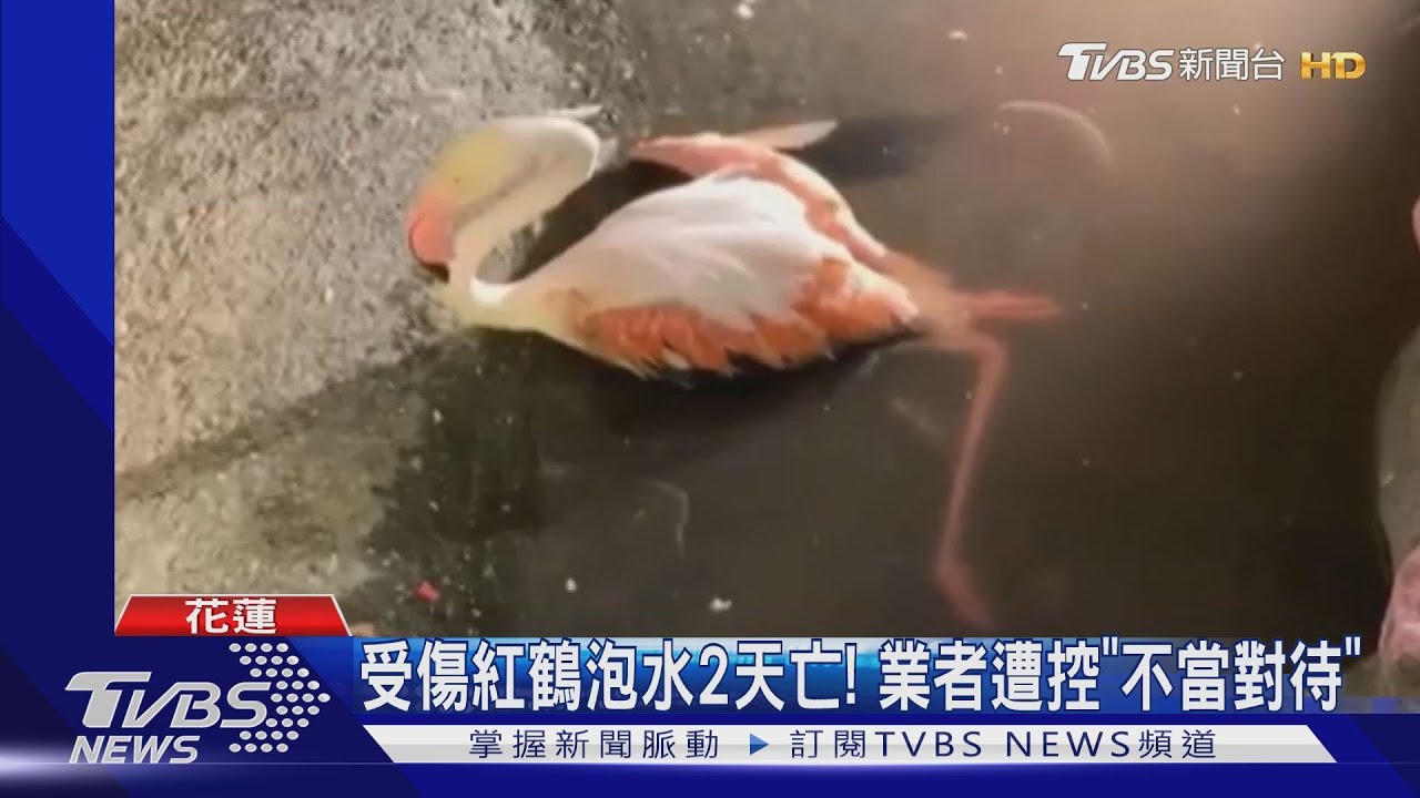 受傷紅鶴泡水2天亡! 業者遭控「不當對待」