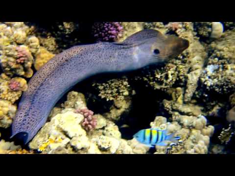 Бухта Абу-Дабаб