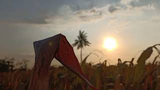 Download lagu Story w.a keren | Pemandangan sawah di sore hari mp3 Download lagu Story w.a keren | Pemandangan sawah di sore hari mp3