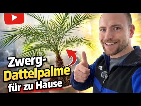 Zwergdattelpalme für zu Hause 🌴 So pflegst du sie richtig (Fehler vermeiden!)