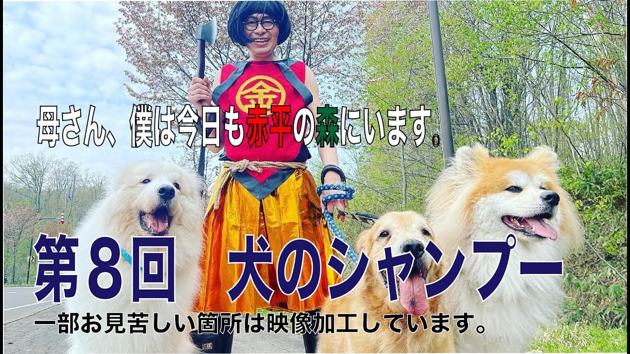 第８回犬のシャンプー（母さん、僕は今日も赤平の森にいます）
