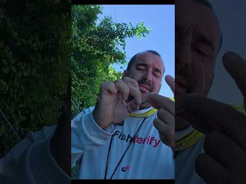 Como Pescar Mangrove Snappers en los manglares del sur de la florida