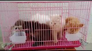 kitten love❤ sales....... Hobby hub💜💜💜