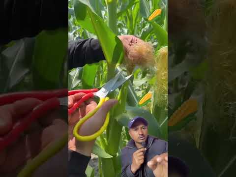 Makai Ka Guga Katne Kina Hola - Why? #nepal #corn
