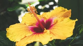 Hawaiian Hibiscus !! 😍😍