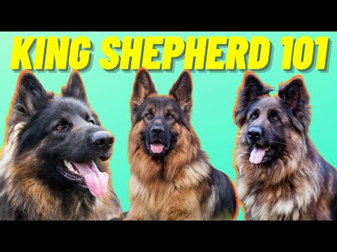 YouTube video about All You Need to Know About the King Shepherd Breed