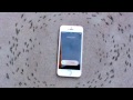 Mravenci a telefon (Tearon) - Známka: 2, váha: malá