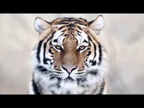 Walden vs. Avicii, Aloe Blacc - Wake Me Up Xaya (Tomicii Mashup)