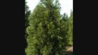 Gatto Panceri - Sempreverde