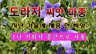 [텃밭농부 2,229]  도라지 씨앗 파종하여 종근을 키우는 방법! #도라지재배