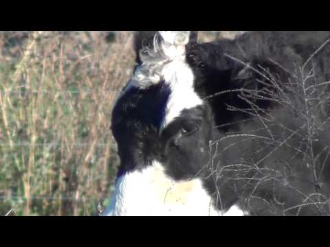 Coyote Hunt Scouting - Shooting Tripod - 600 Yard Pot Shot