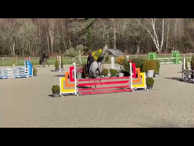 Caballo castrado Zangersheide En venta 2020 Tordo por CABRIO VAN DE HEFFINCK