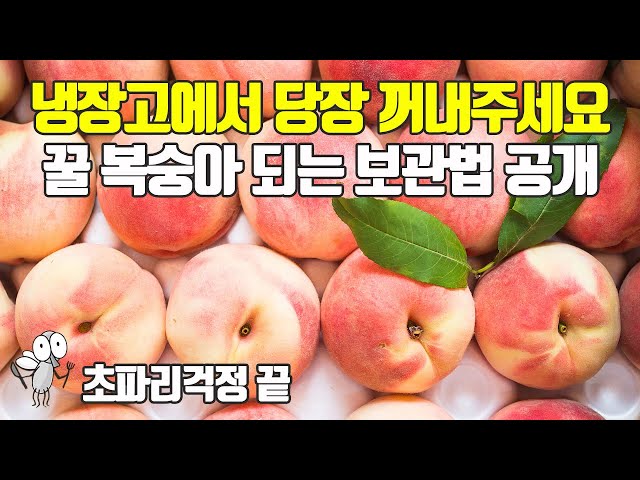 韩国中복숭아的视频发音