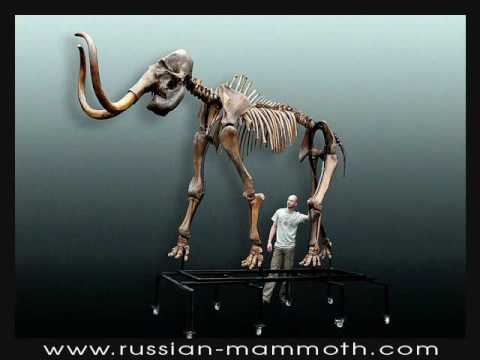 Russian Mammoth