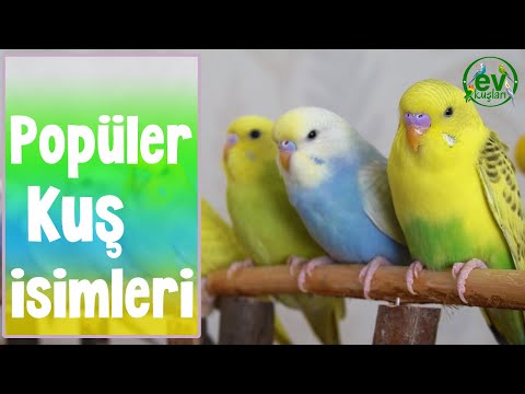 , title : 'Muhabbet Kuşu isimleri En Popüler Kuş İsimleri Renklerine Göre'