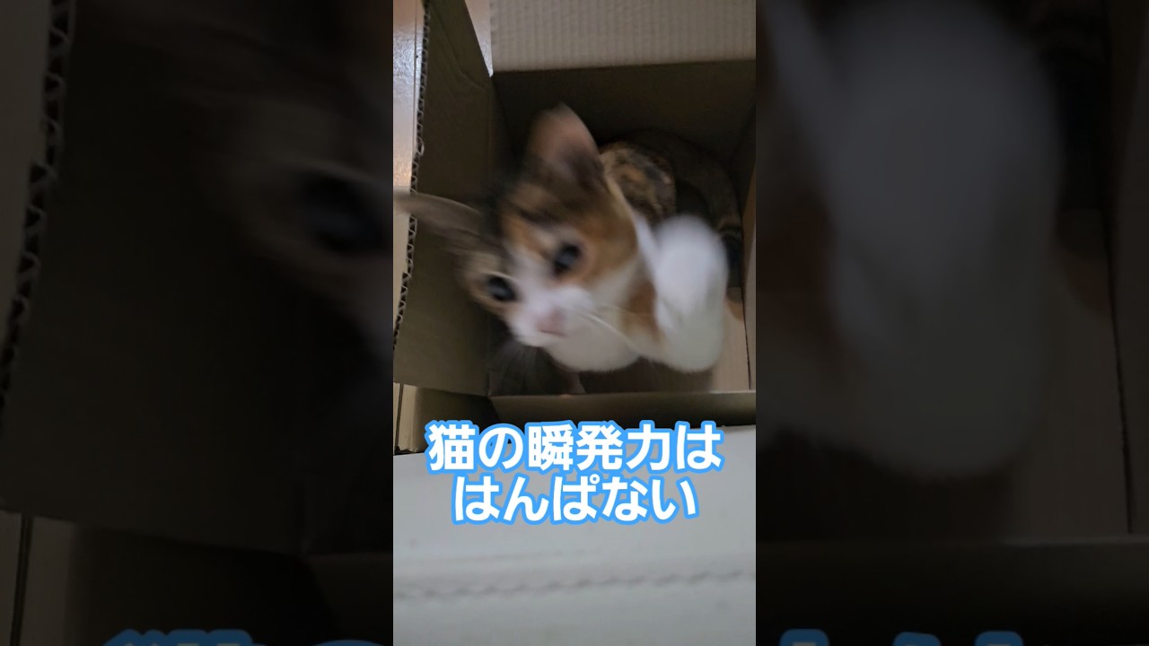光速猫ぱんちを繰り出す猫 #cats