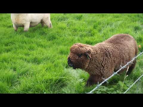 New Ryeland Ram Lamb