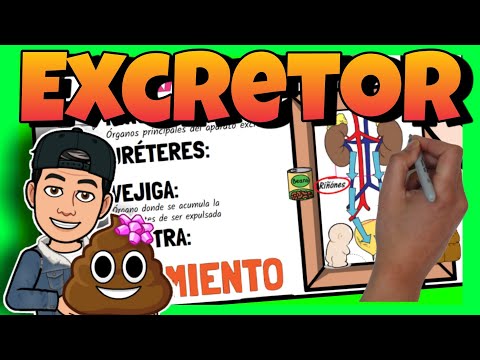 💩 El APARATO EXCRETOR para NIÑOS de PRIMARIA
