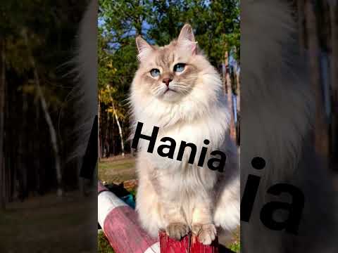 Twoje imię twój koteczek part 3