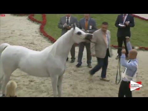 N.145 FAHERA - Sharjah 2016 - 7+ year old Mares (Class 8)