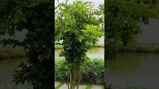 My Secret Garden, in the Mekong Delta, Vietnam