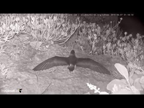 Bermuda Petrel Chick "Cedar" Fledges! | Bermuda Cahow Cam – June 7, 2019