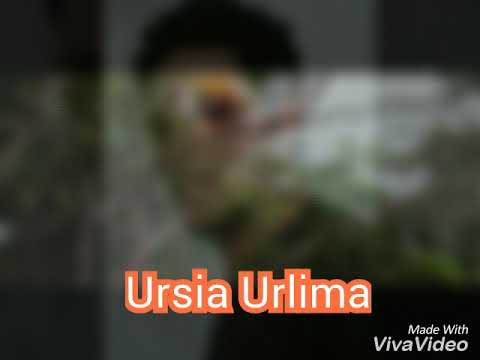 lagu aru. ursia urlima yochen amos