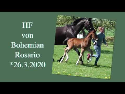 Hengstfohlen von Bohemian