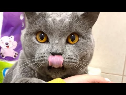 Aggressive british shorthair cat bites me🥺😮🐾🐈‍⬛