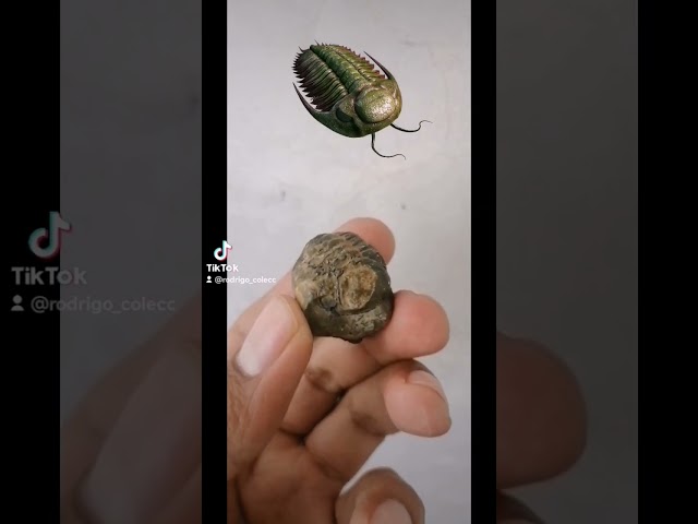 Vídeo relacionado con DECOMELODY 2 Piezas De Muestra Fósil De Trilobite Natural Para Enseñanza y Decoración, Especímenes Paleontológicos Didácticos Para Prácticas Docentes y Coleccionismo Educativo
