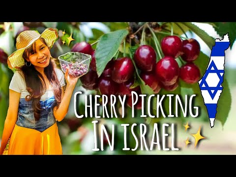 CHERRY PICKING IN ISRAEL! 🍒🇮🇱 (קטיף דובדבנים בישראל) | Yohanna Tal