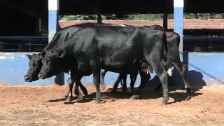 Vídeo 197 - 1ª ETAPA MEGA LIQUIDAÇÃO TOTAL AGROPECUÁRIA MARAJOARA - DIA 4 | GADO GIROLANDO E HOLANDÊS