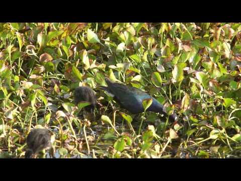 2013 07 July 04 Brazos