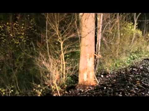 Tödlicher Unfall bei Kirchdorf am Inn am 8. November 2013 I pnp.de