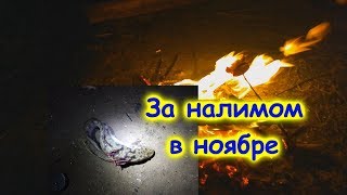 Ловля налима осенью на реке волхов