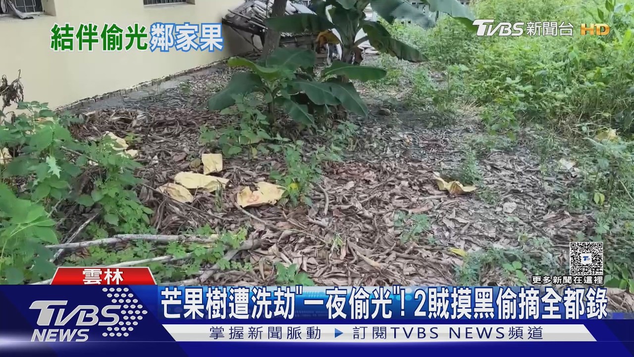 雲林芒果樹遭洗劫!套袋果實「一夜全偷光」 僅剩最頂端搆不到
