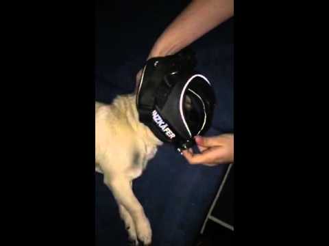 How we motivate our pug for a walk in the night