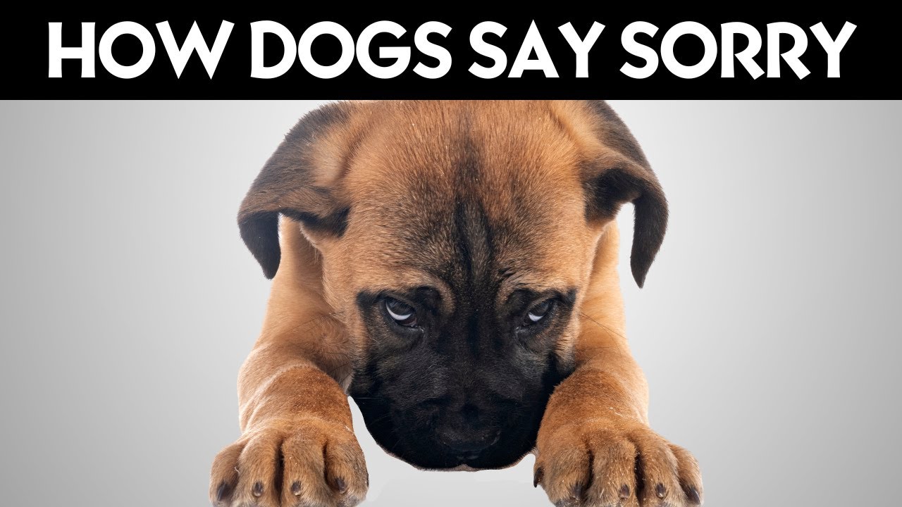 How Dogs Say Sorry!  (Might Surprise You)