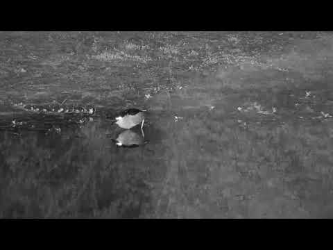 Djuma: Black-crowned Night Heron hunting - 04:14 - 12/06/20