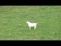 Goat Vs 300WSM 150gr Barnes TTSX Super Slow Motion